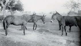 Mules in the Royal Indian Army Service Corps